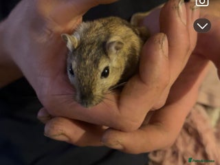 Gerbil rodents Male gerbil with cage - Advert 1