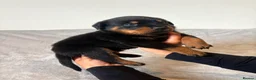 Rottweiler dogs for sale: Rottweiler Puppies 🏆 (IMP bloodline) - Advert 10