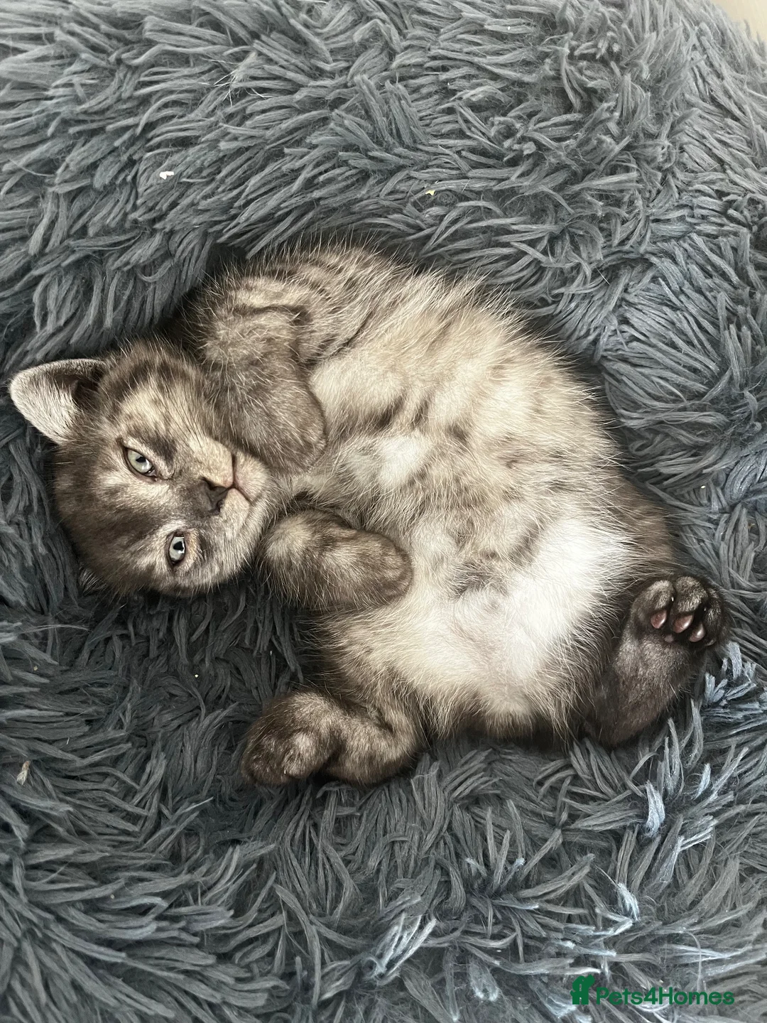British Shorthair cats for sale: 1 male British shorthair  - Advert 4
