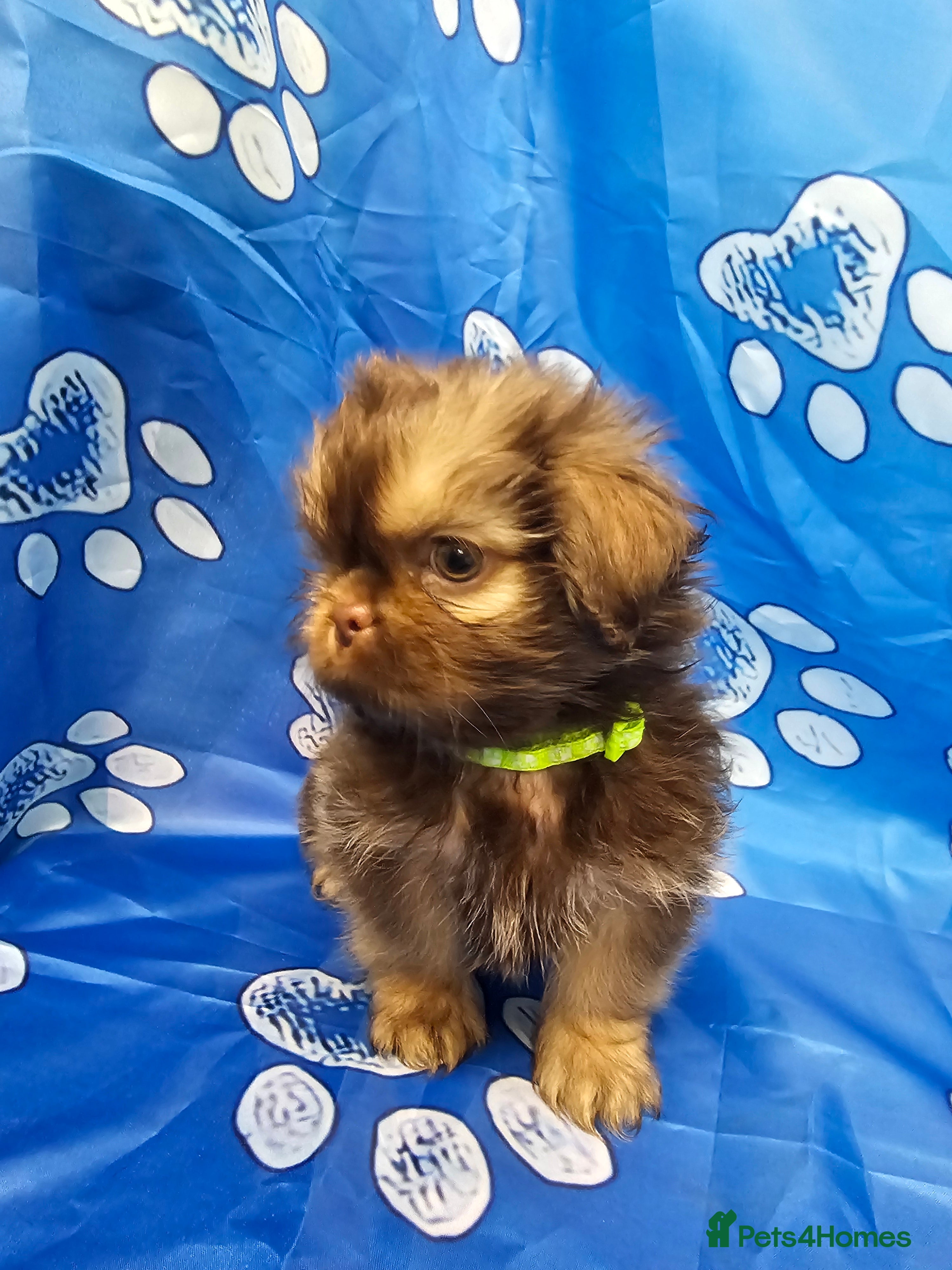 Shih Tzu dogs Pedigree Chocolate and orange dobie Shih Tzu - Advert 7