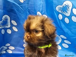 Shih Tzu dogs Pedigree Chocolate and orange dobie Shih Tzu - Advert 3