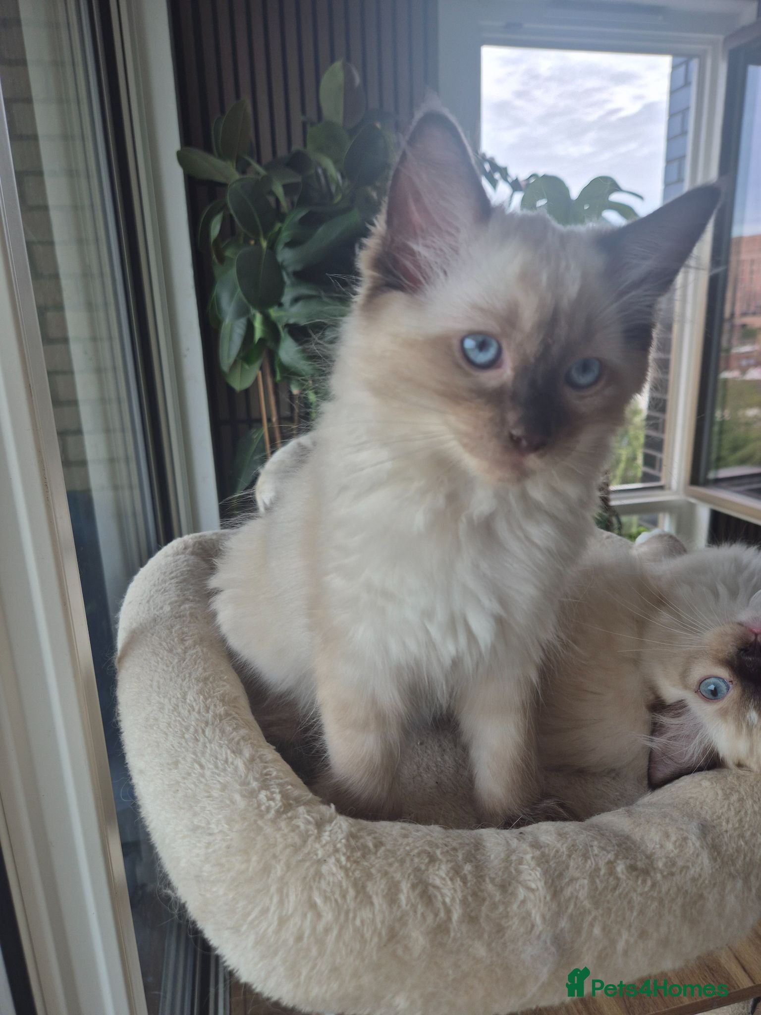 Ragdoll cats 4 beautiful ragdolls left  - Advert 2