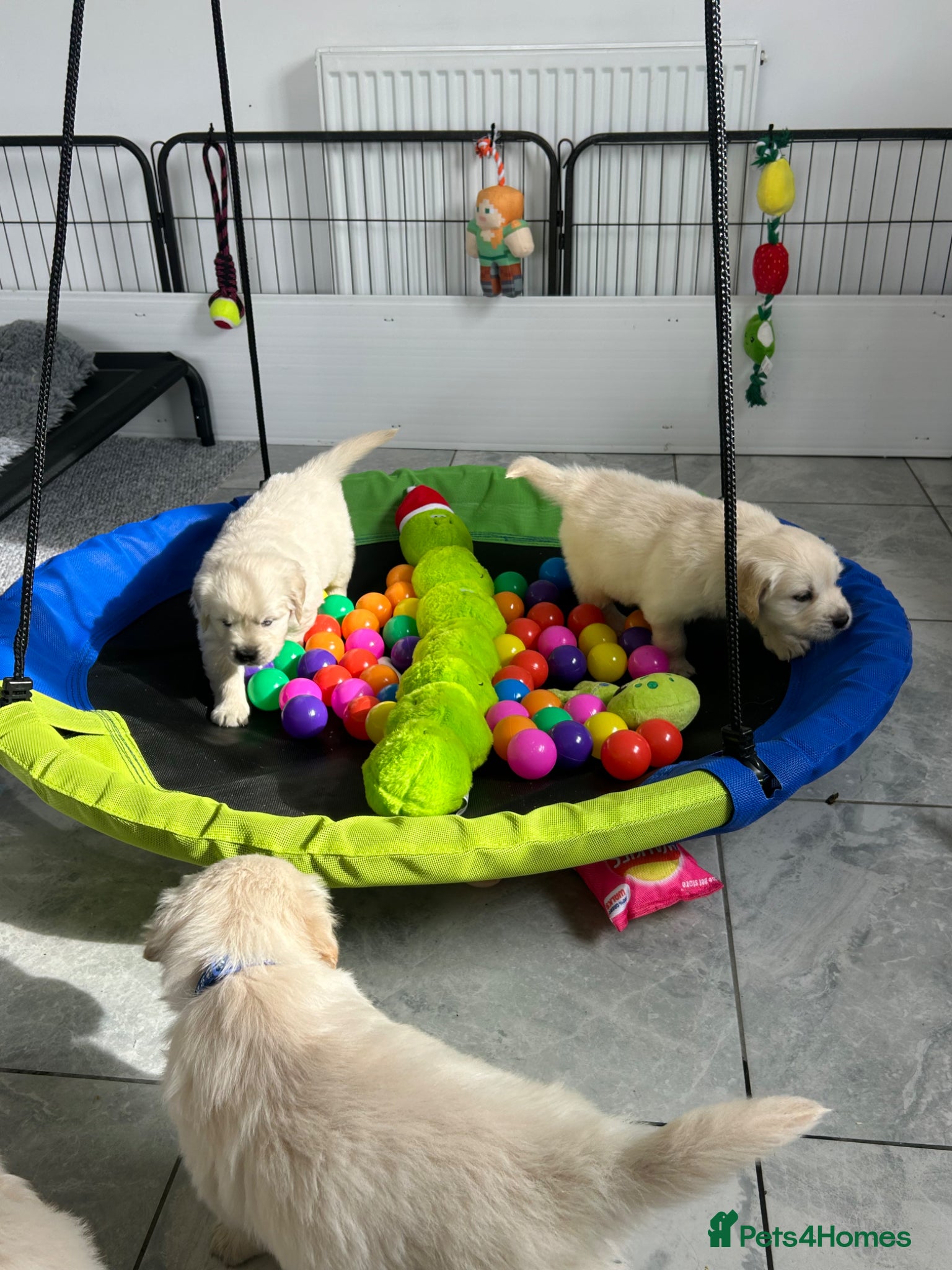 Golden Retriever dogs Fully health tested kc registered litter - Advert 2