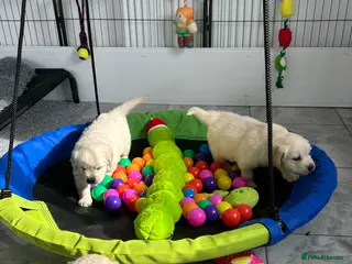 Golden Retriever dogs Fully health tested kc registered litter - Advert 2