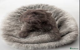 Shih Tzu dogs for sale: Exquisite KC Doll Faced LILAC BOY Imperial 🎀 - Image 2