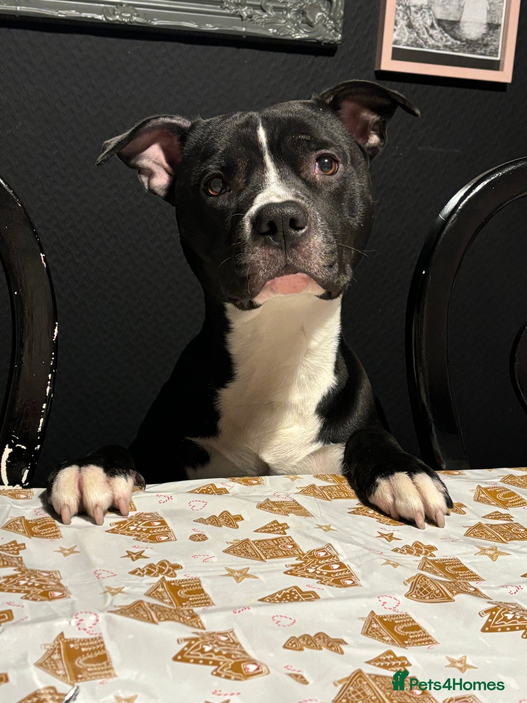 Mixed Breed dogs for sale: Loving 2.5-Year-Old Male Staffie - Advert 2