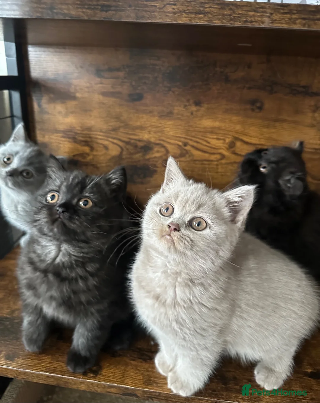 British Shorthair cats for sale: British Shorthair KITTENS  - Advert 1