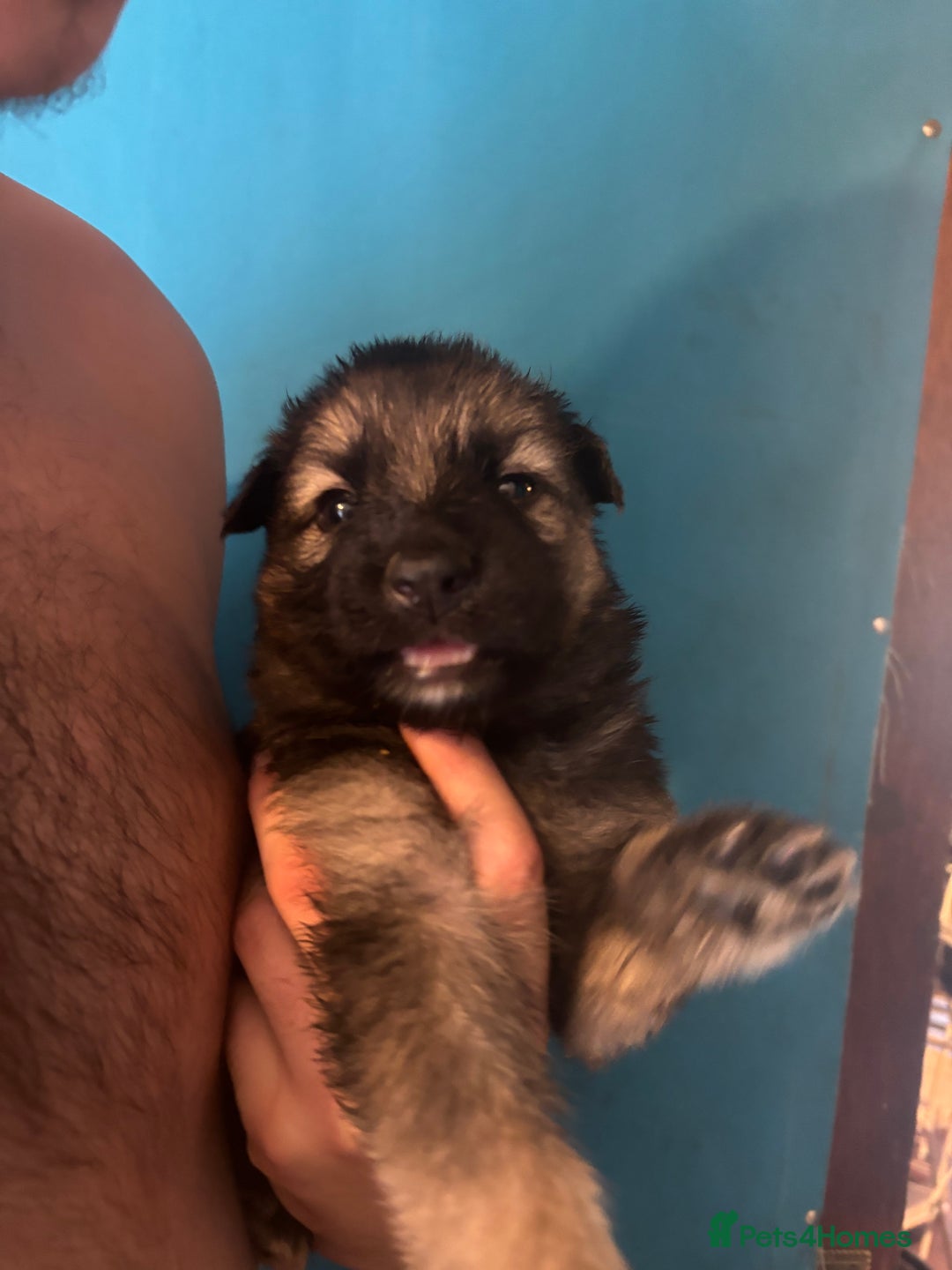 German Shepherd dogs for sale: 10 German Shepard Puppies for sale  - Image 9
