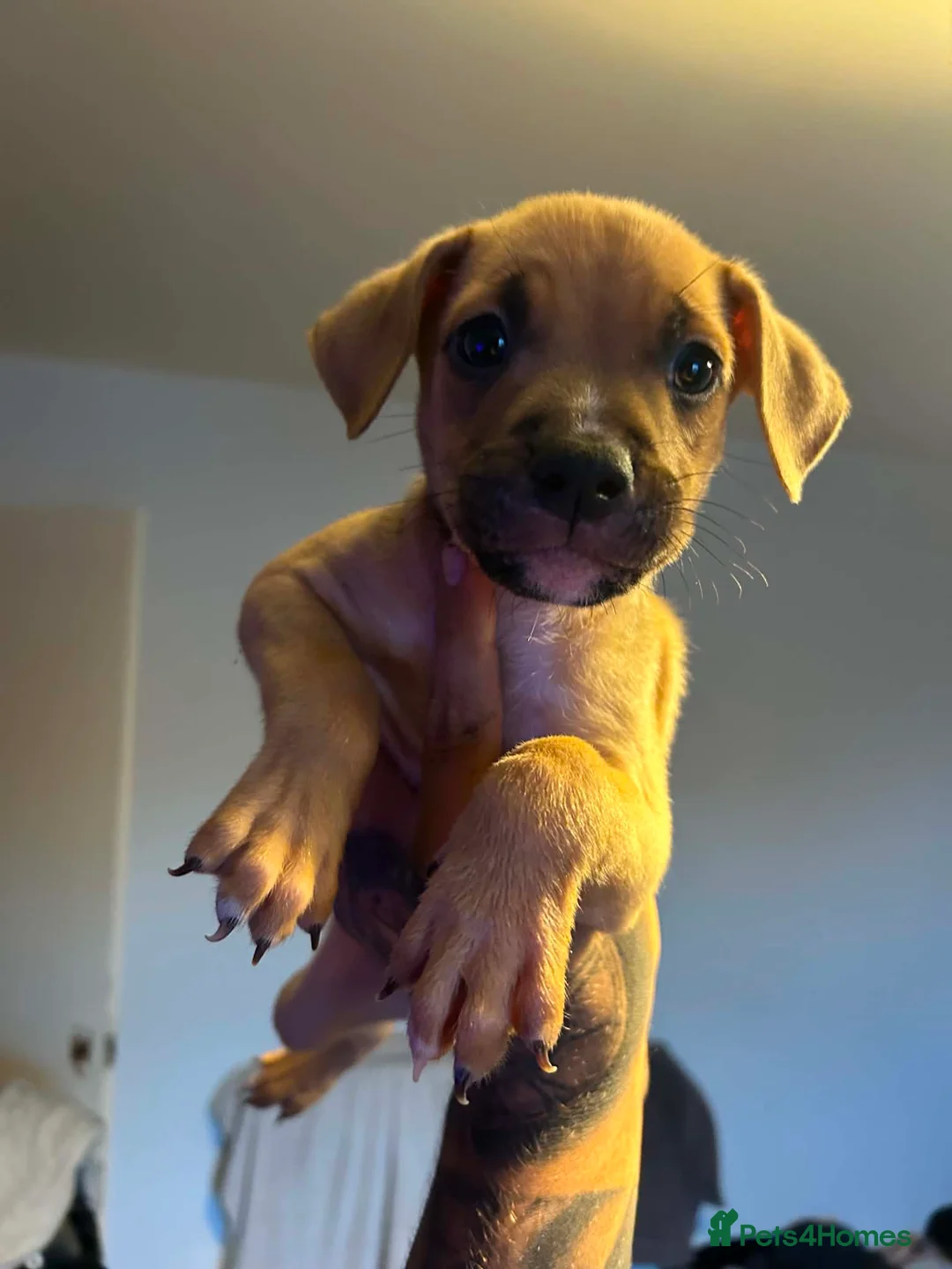 Mixed Breed dogs for sale: Staff x bully  - Advert 2