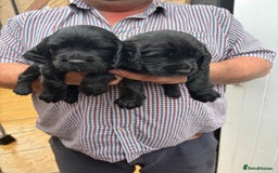 Cocker Spaniel dogs for sale: Cocker spaniel puppies  - Image 2