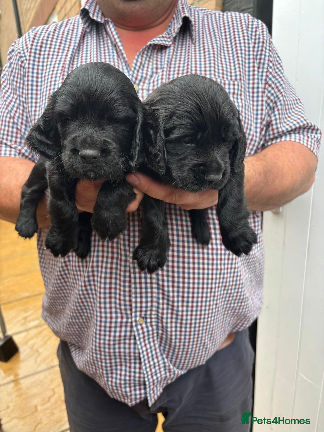 Cocker Spaniel dogs for sale: Cocker spaniel puppies  - Image 2
