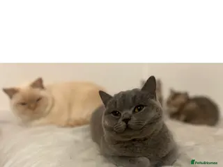 British Shorthair cats GORGEOUS GCCF REG TEDDYS 🐻🧸 - Advert 1