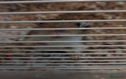 Gerbil rodents for sale: MALE GERBIL WITH CAGE - Image 2