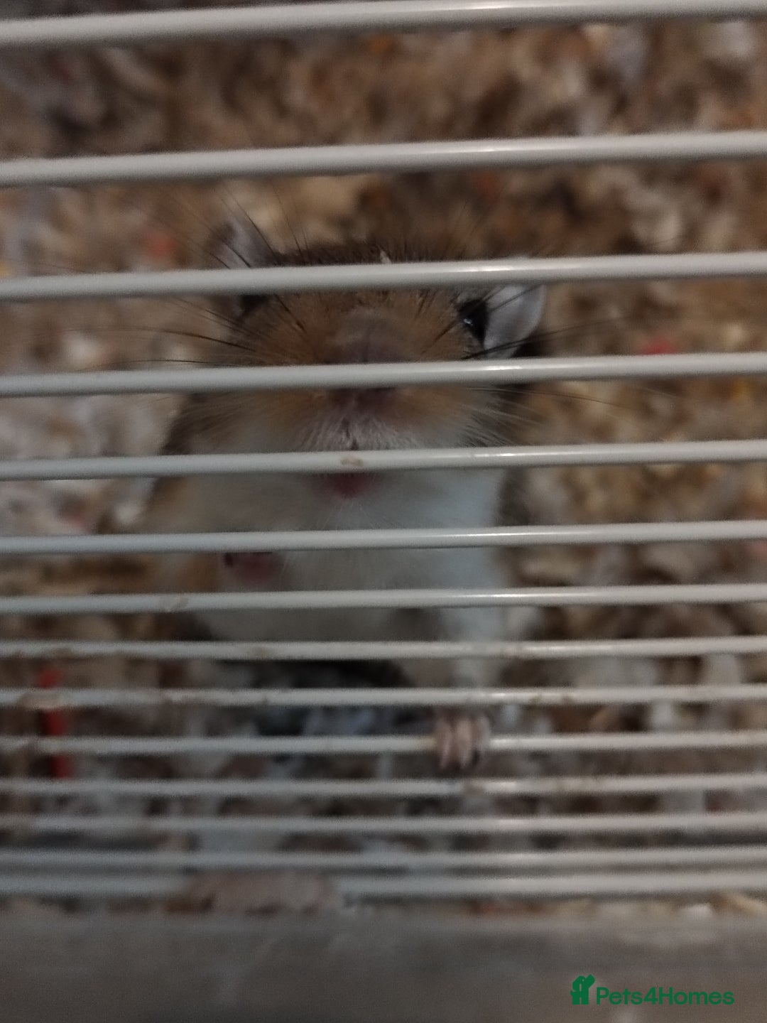 Gerbil rodents for sale: MALE GERBIL WITH CAGE - Image 2