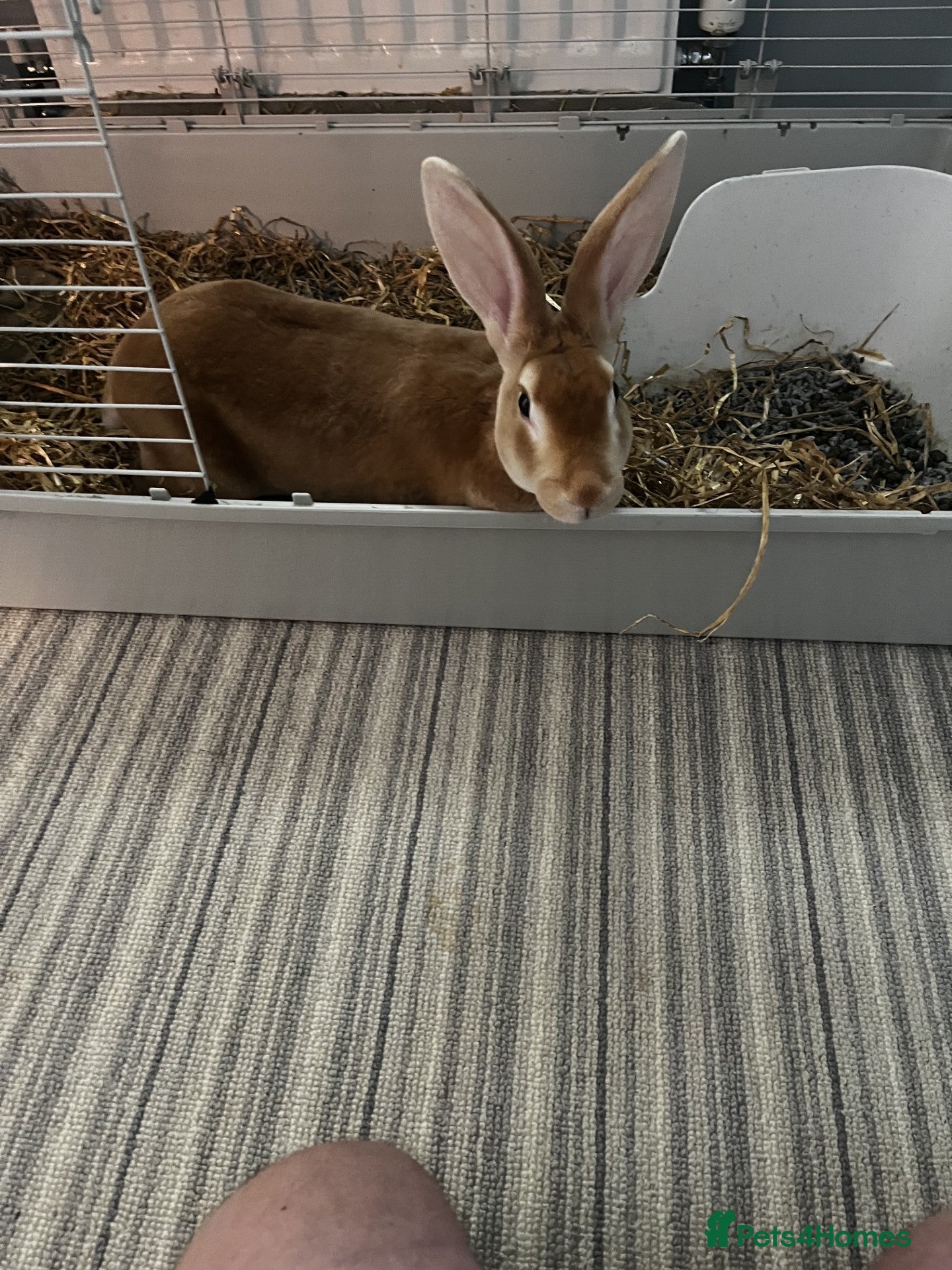 Rex rabbits Rex rabbit brother and sister available - Advert 15