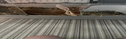 Rex rabbits for sale: Rex rabbit brother and sister available - Advert 1