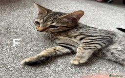 Domestic Shorthair cats for sale: Beautiful Brother & Sister to Rehome - Image 3