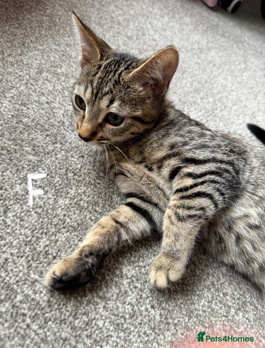 Domestic Shorthair cats for sale: Beautiful Brother & Sister to Rehome - Image 3