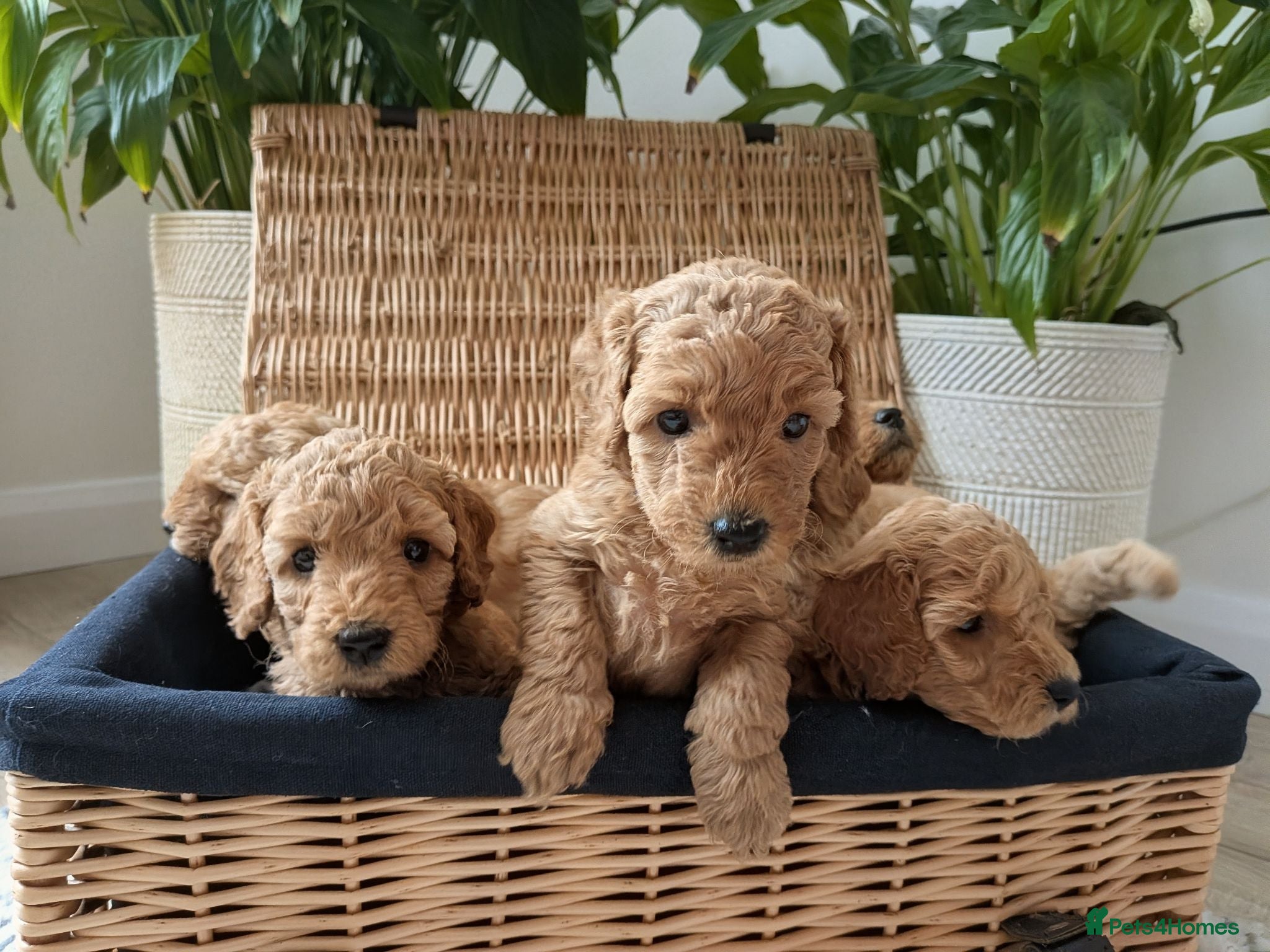Miniature Poodle dogs KC Registered Red & Apricot Miniature Poodles - Advert 1