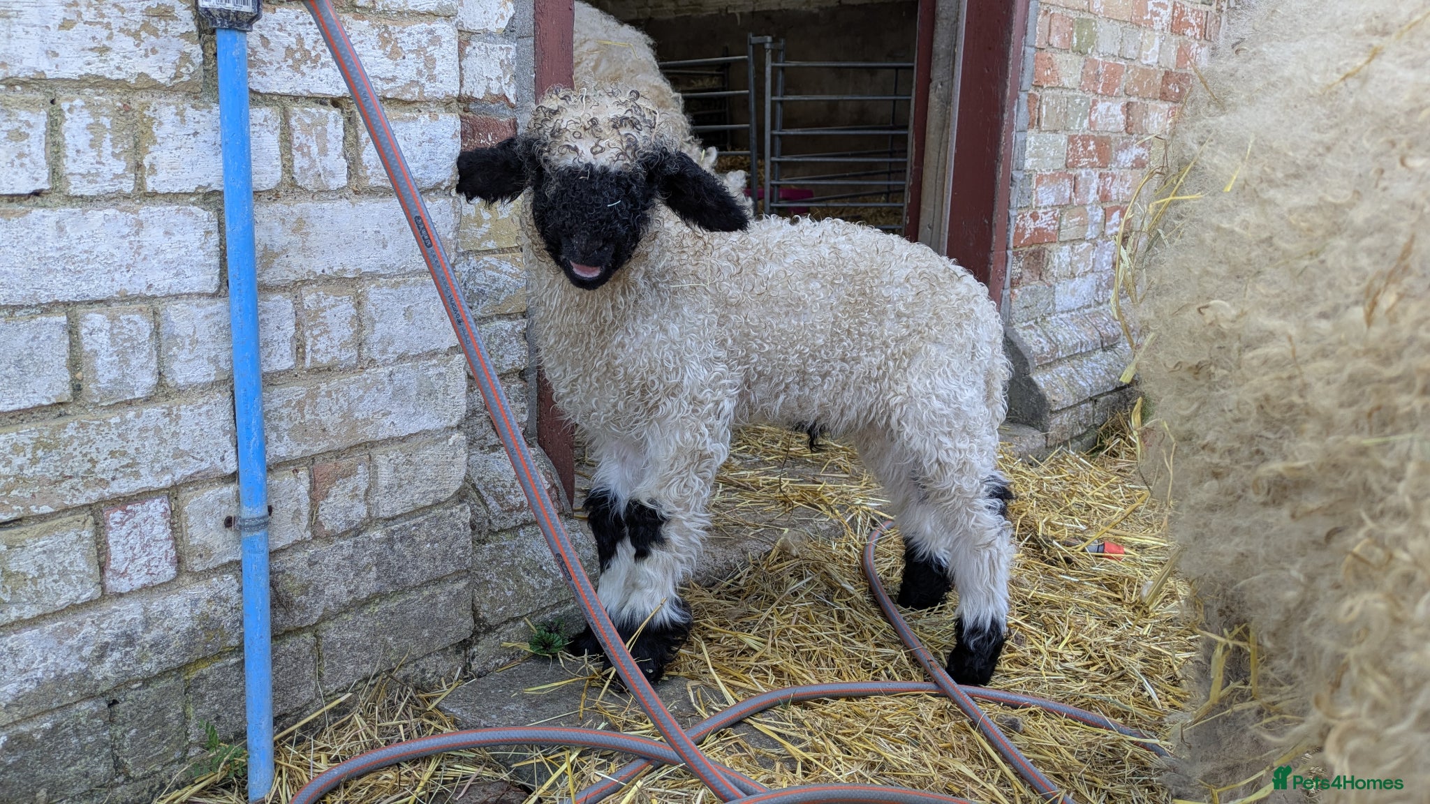 Sheep livestock Swiss Valais cuddly sheep - Advert 5