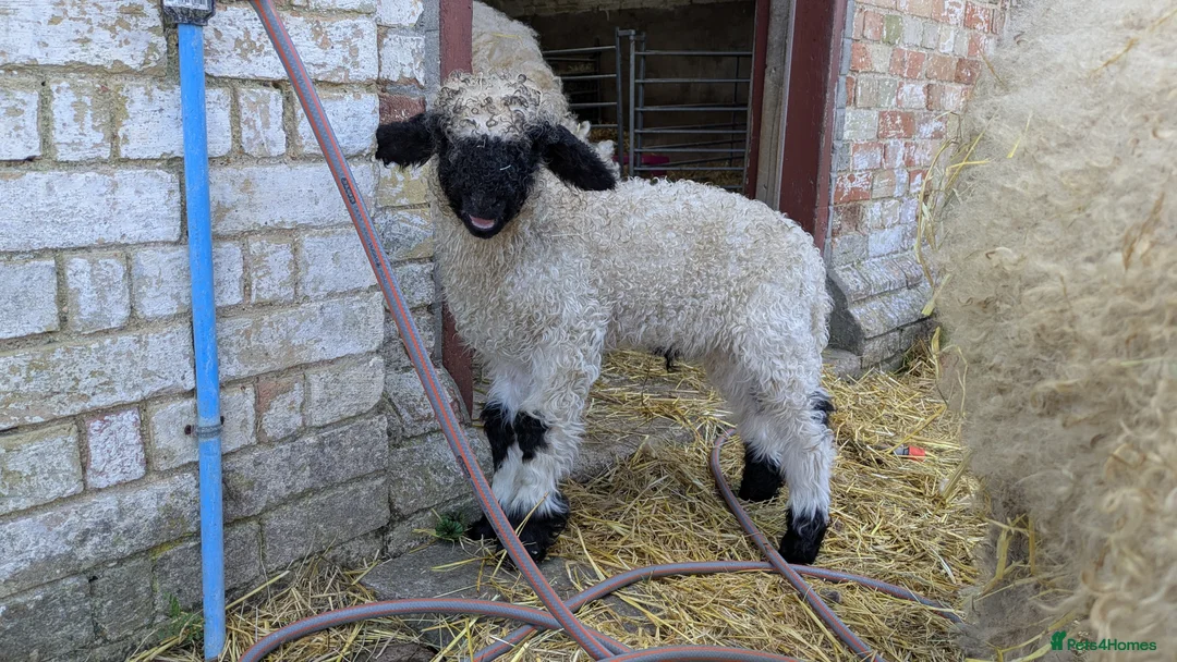 Sheep livestock for sale: Swiss Valais cuddly sheep in Lymington - Advert 1