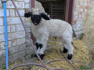 Sheep livestock Swiss Valais cuddly sheep - Advert 5