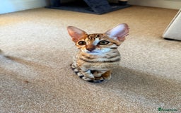 Savannah cats for sale: TICA Reg F3 Savannah Female Kitten ONE LEFT - Image 11