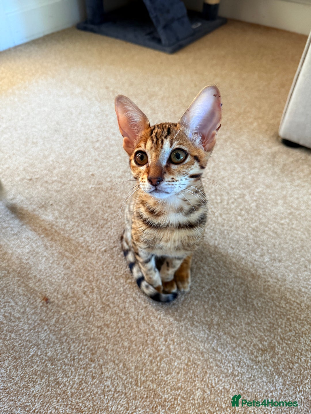 Savannah cats for sale: TICA Reg F3 Savannah Female Kitten ONE LEFT - Image 11