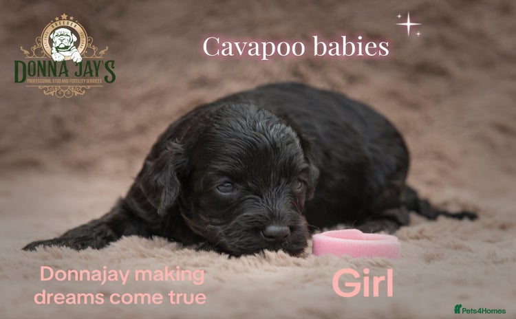 Cavapoo dogs - Advert 3