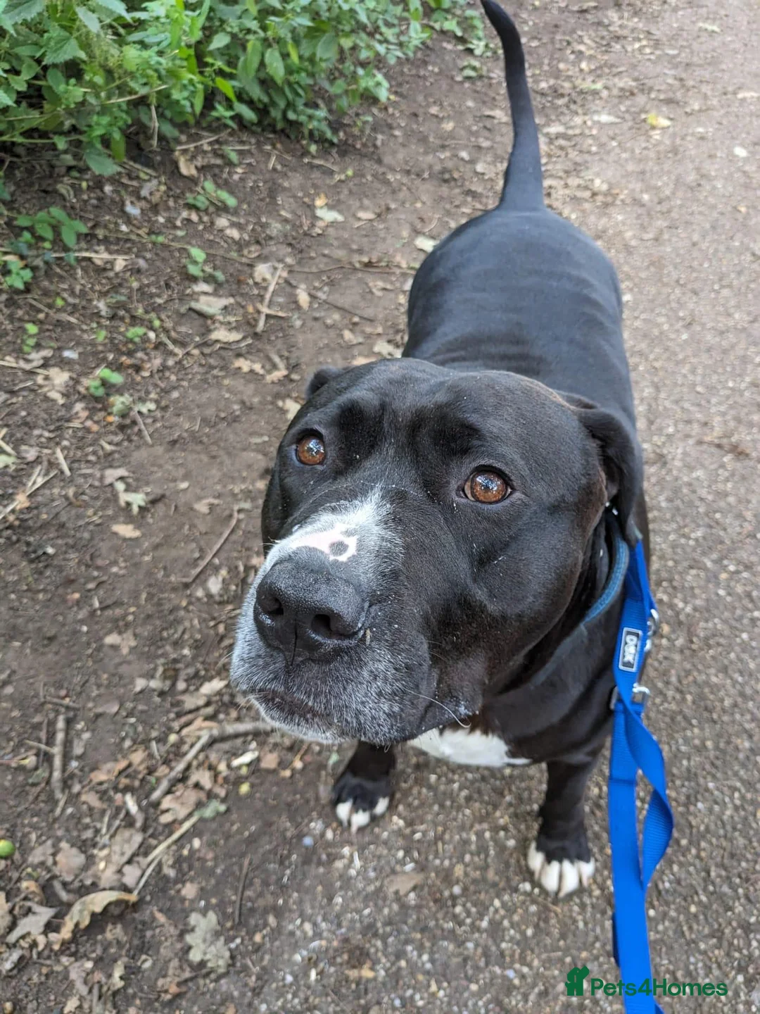 American Bulldog dogs for sale: American Bulldog for sale - Advert 1