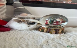 Mini Lop rabbits for sale: Baby bunnies  - Advert 10