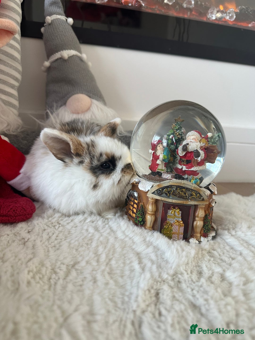 Mini Lop rabbits for sale: Baby bunnies  - Advert 10