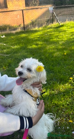 Maltese dogs in Edinburgh - Advert 1
