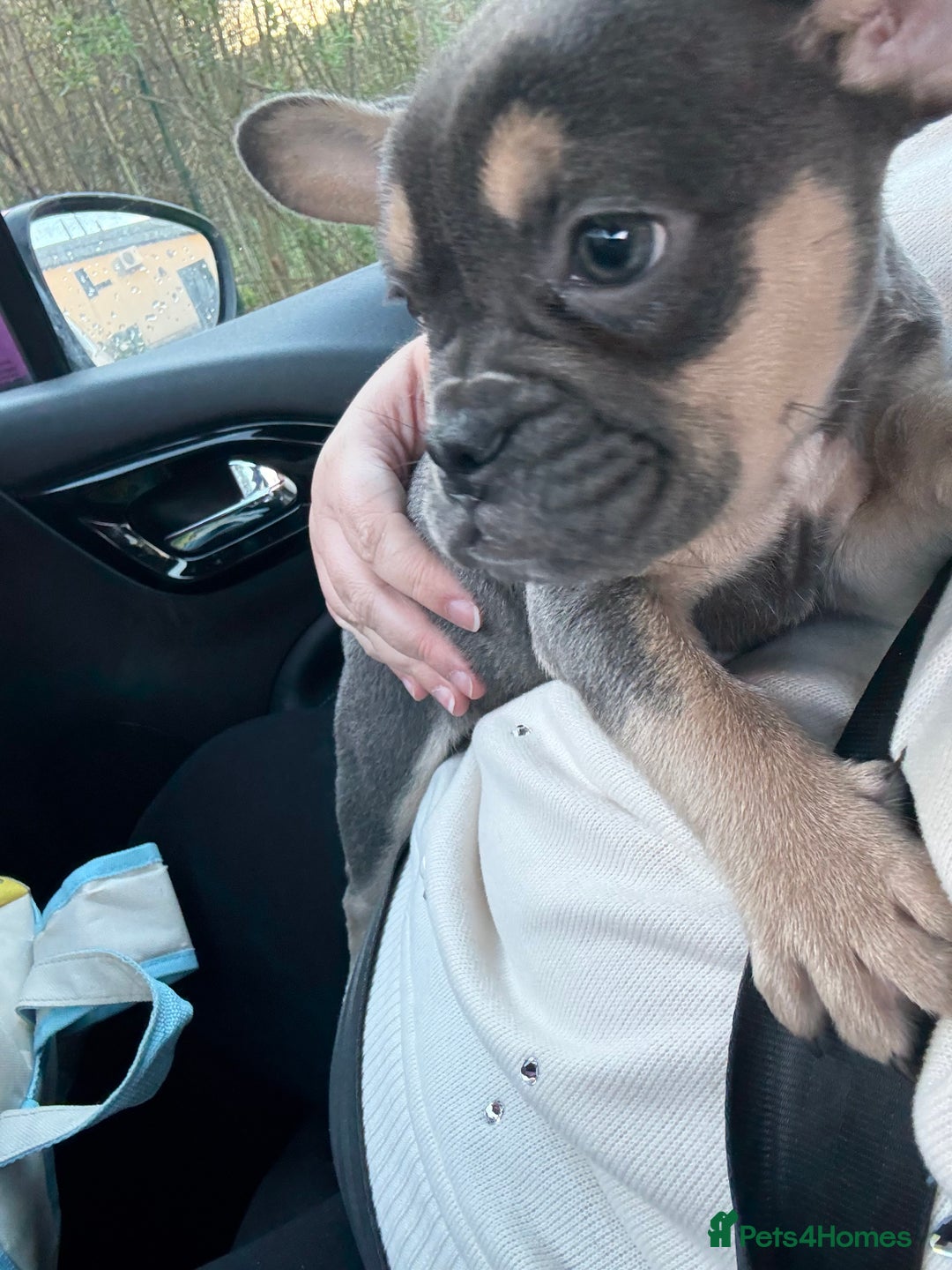 French Bulldog dogs for sale: French bulldog pup - Advert 4