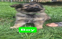 German Shepherd dogs for sale: German Shepherd puppies  - Image 5