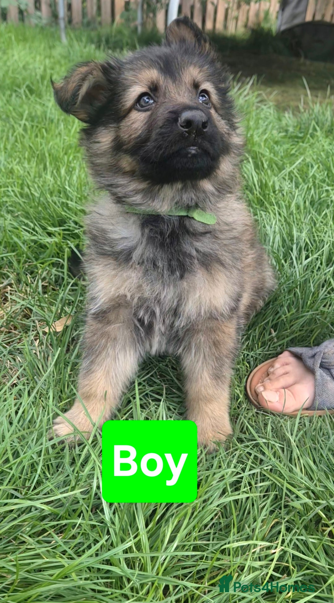German Shepherd dogs for sale: German Shepherd puppies  - Image 5