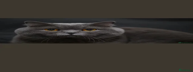 Phantom