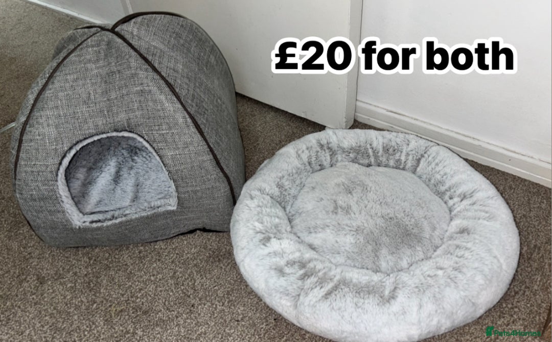 English Lop rabbits for sale: New Home for Milo - Image 14