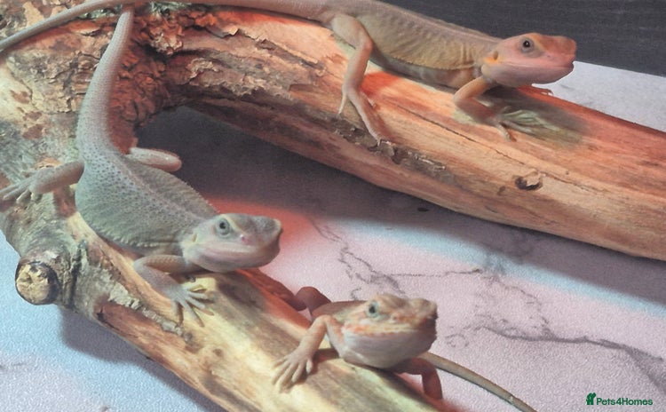 Bearded Dragon reptiles - Advert 10