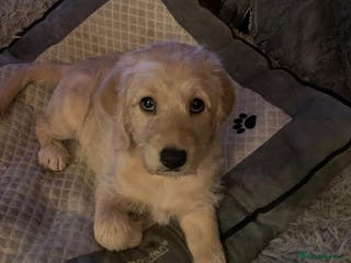 Labradoodle dogs Family Labradodles looking for a Family home 🏡 - Advert 2