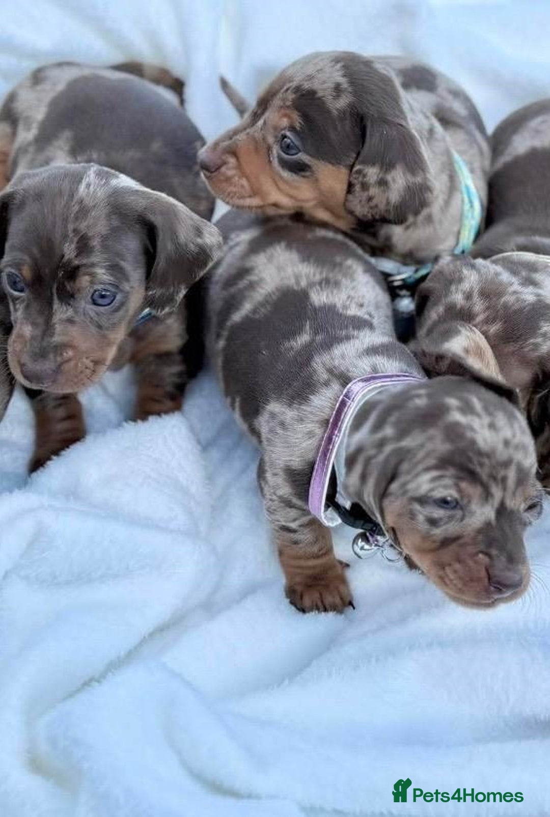 Miniature Dachshund dogs for sale: peaceful purebred mini dapple doxies for sale - Image 4