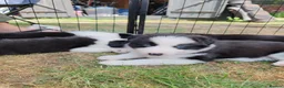 Mixed Breed dogs for sale: Border Collie/Husky Cross Puppies  - Advert 26