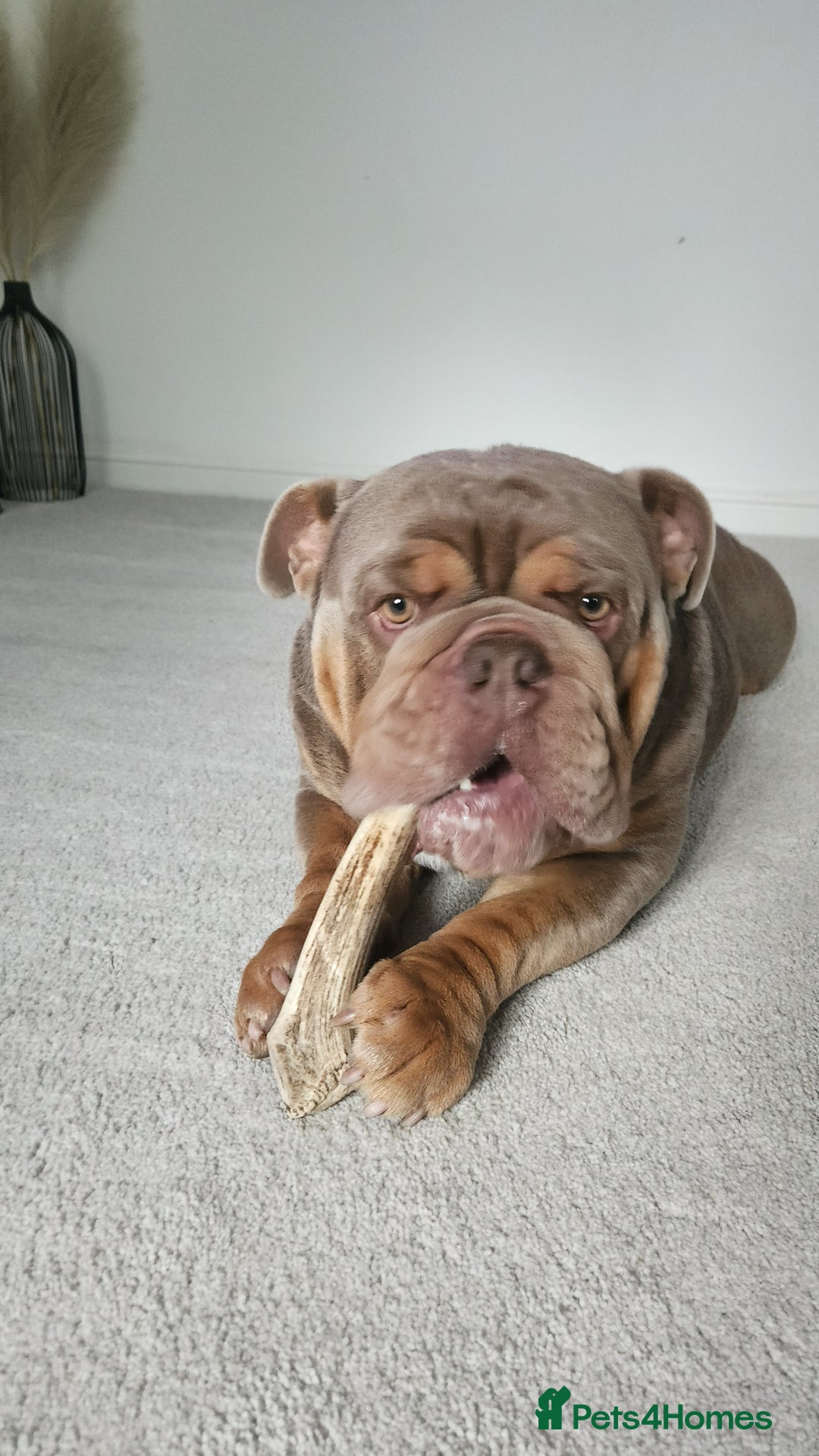 English Bulldog dogs for sale: Beautiful 2 year old intact Male - Advert 6