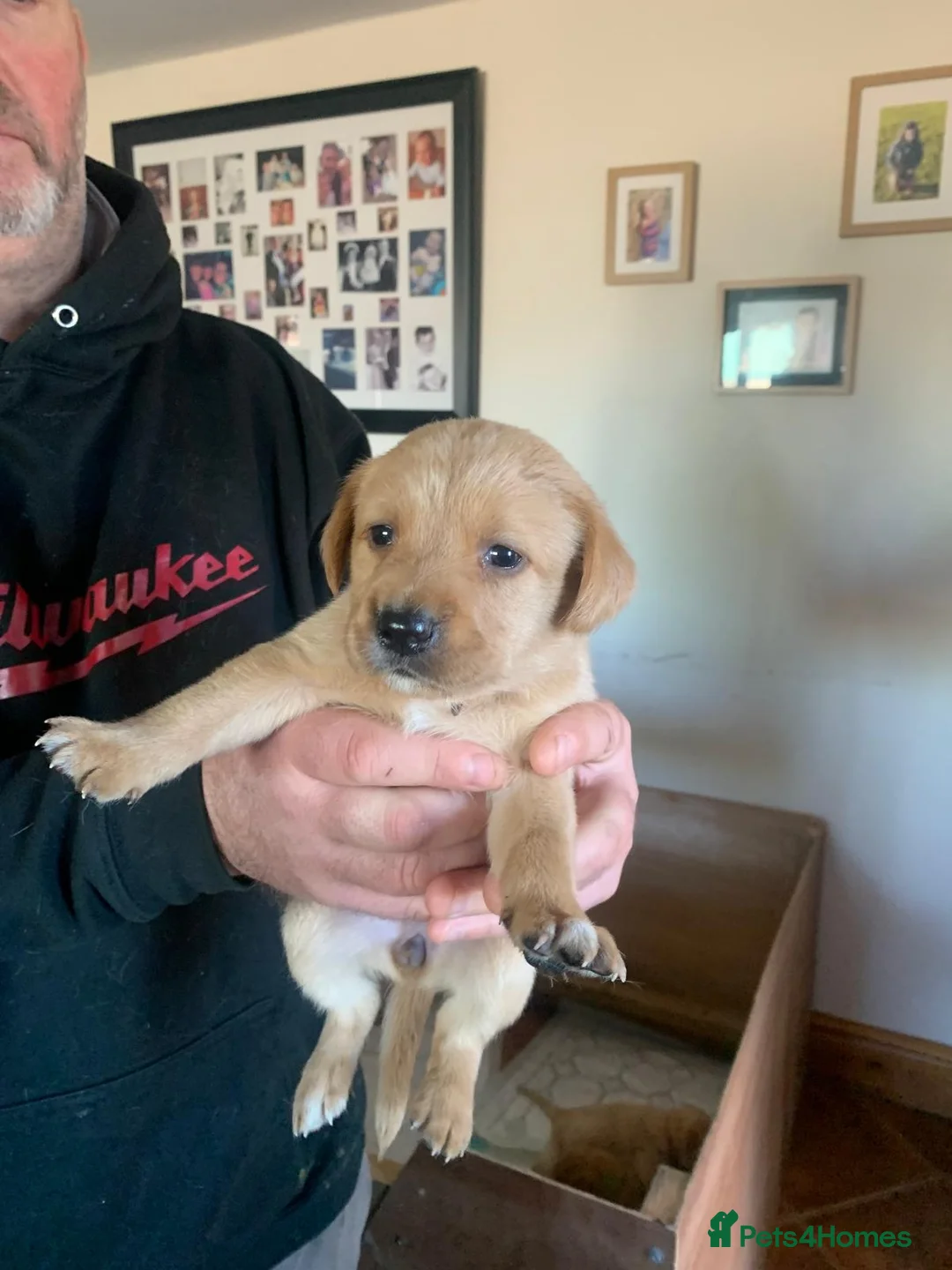 Labrador Retriever dogs for sale: Fantastic Litter of Fox Red Labrador Pups - Advert 2
