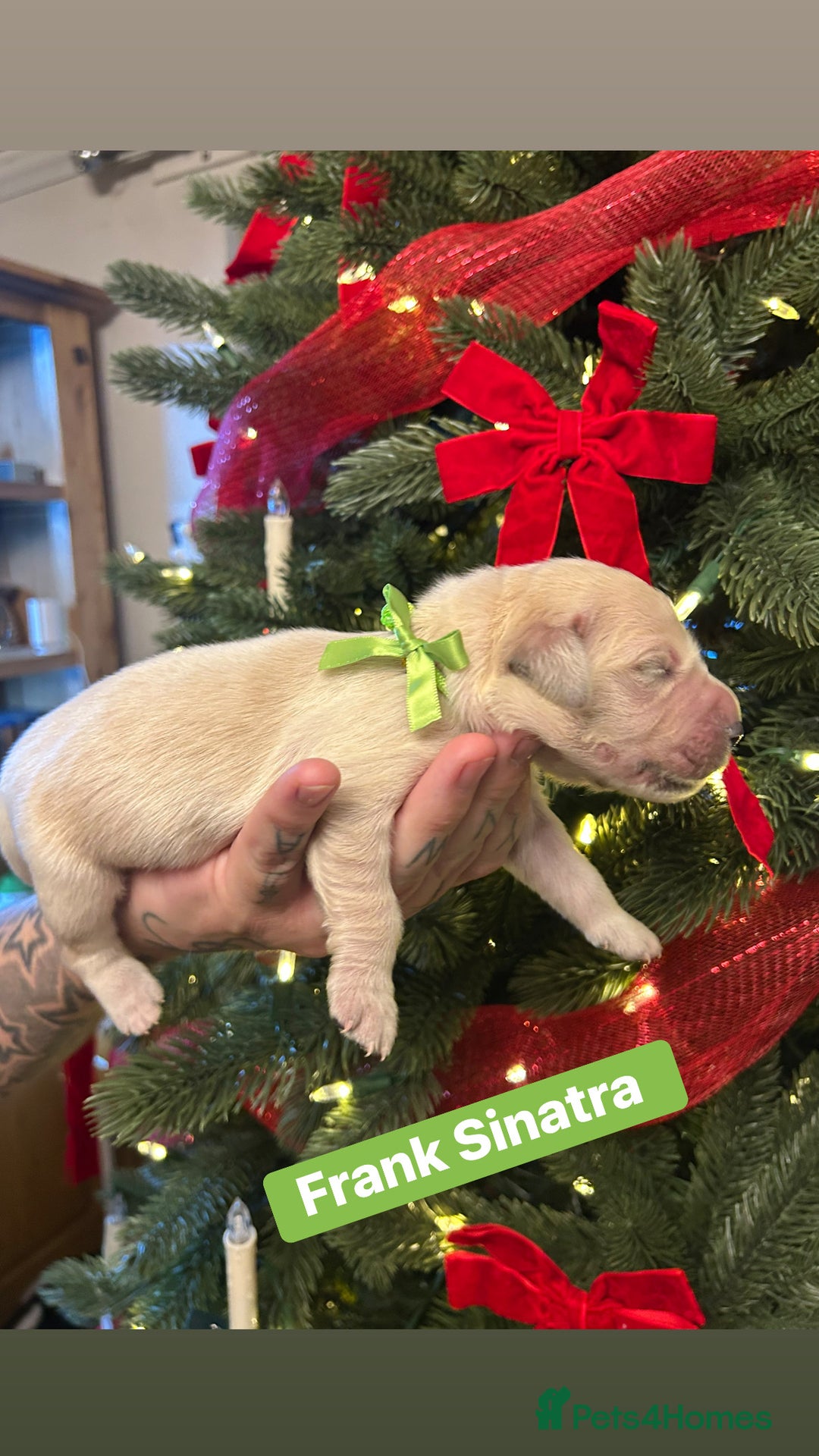 Golden Retriever dogs for sale: 6 KC REG CHUNKY GOLDEN RETRIEVER BOYS  - Advert 6