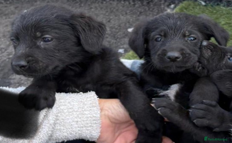 Sprocker dogs - Advert 1