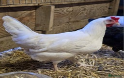 Chickens poultry for sale: Our last Hybrid POL hens of 2025 - Image 6