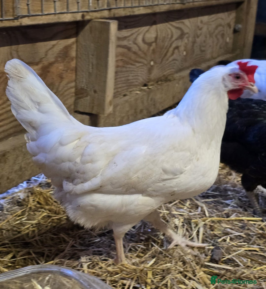 Chickens poultry for sale: Our last Hybrid POL hens of 2025 - Image 6