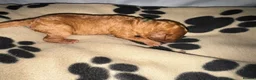 Cavapoo dogs for sale: Beautiful Red F1b Cavapoo pups-Ready September 🐾 in Havant - Advert 3