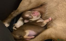 Chihuahua dogs for sale: Little boy is looking  for his forever  home - Image 4